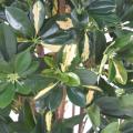 Schefflera artificiel