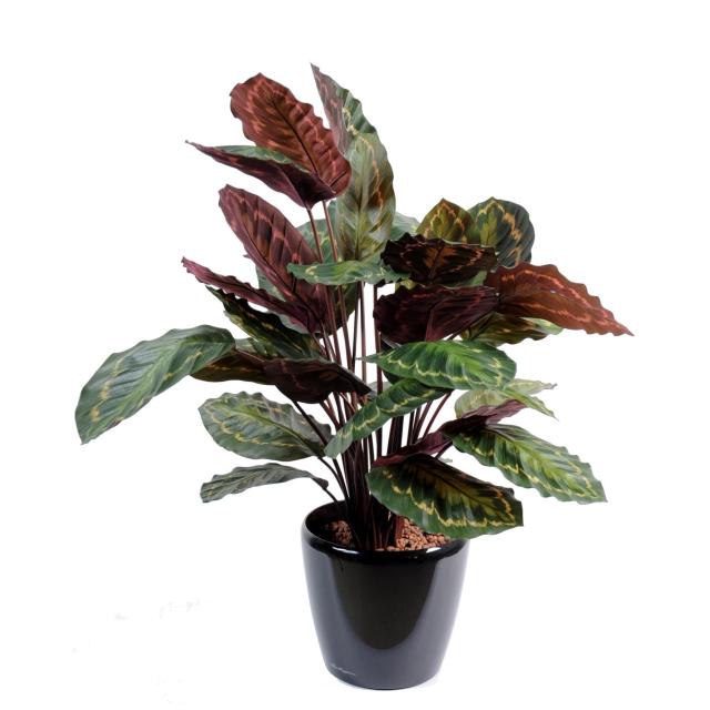 Calathea artificiel ROSEOPICTA