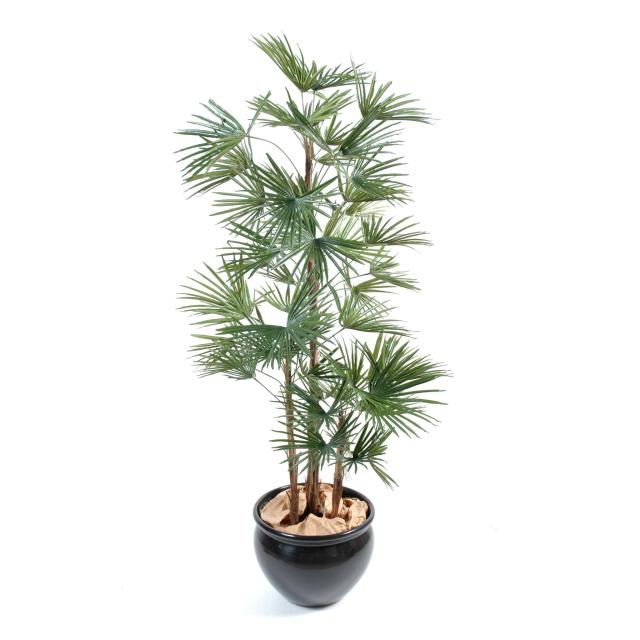 Livistonia artificiel