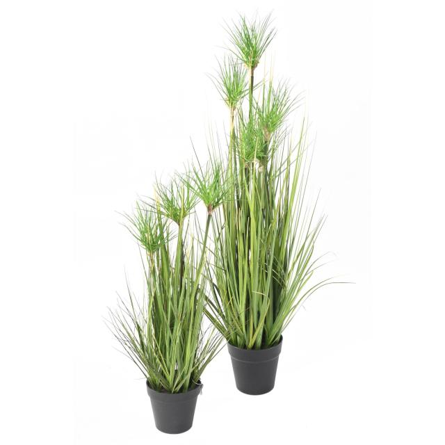Chrysopogon Grass Artificiel