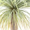 AGAVE Artificielle GEANT 240