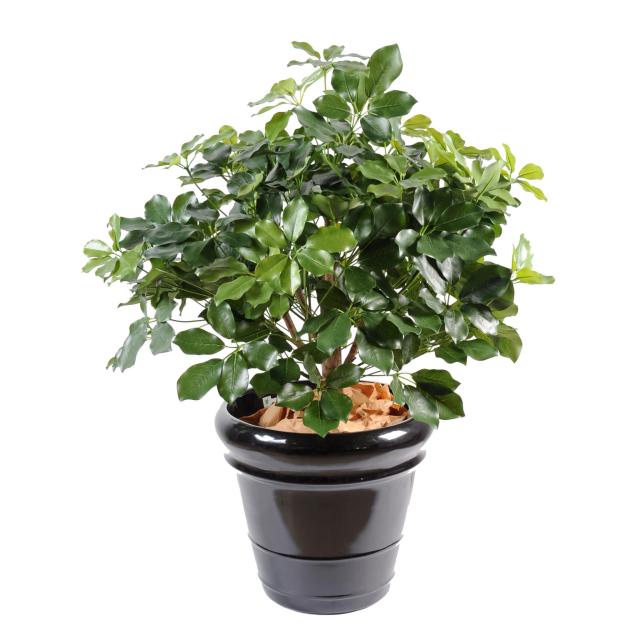 Schefflera Exotica Artificiel Buisson