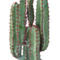 CACTUS artificiel 77