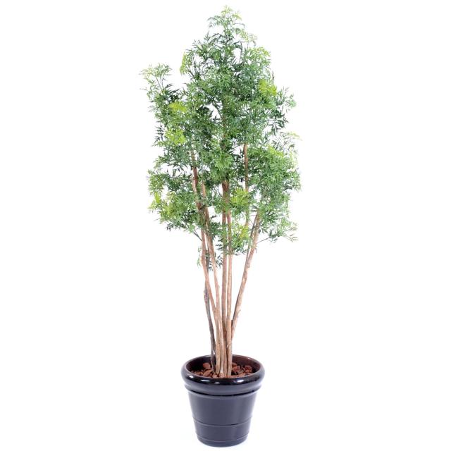 Aralia artificiel ming nitida