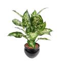 Dieffenbachia artificiel *26 EN POT