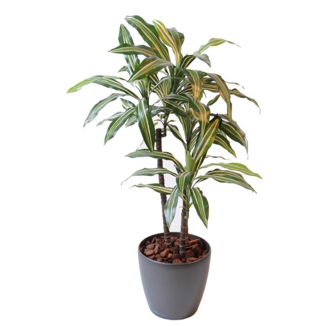 Dracaena Fragrans Multi-tiges Artificiel