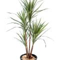 Dracaena artificiel MARGINATA