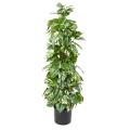 Pothos artificiel TUTEUR COCO
