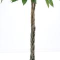 Pachira artificiel