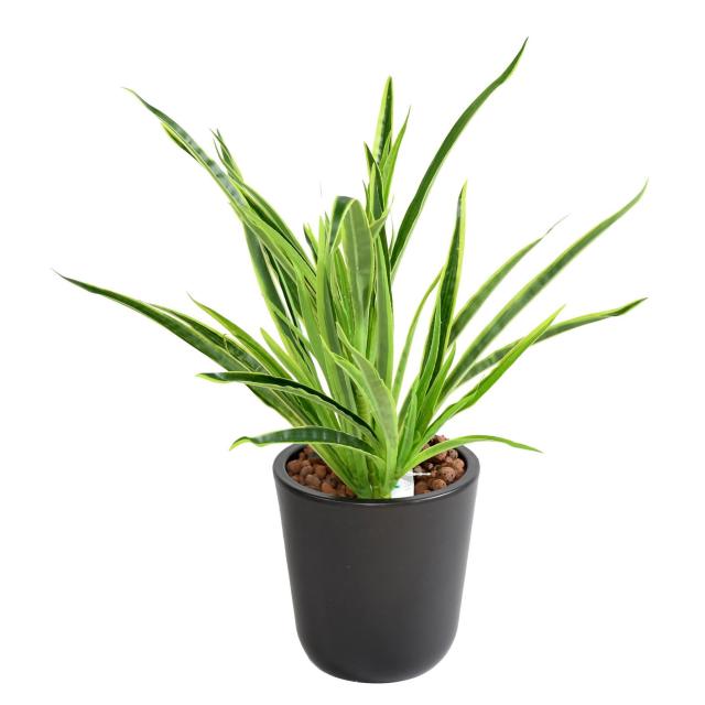 Dracaena Artifciel Plant