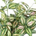 TRADESCANTIA artificiel ZEBRINA*8