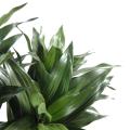 Dracaena artificiel FRAGRANS