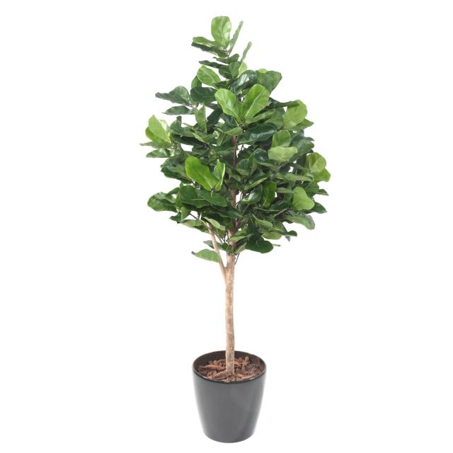 Lyrata Artificiel Royal