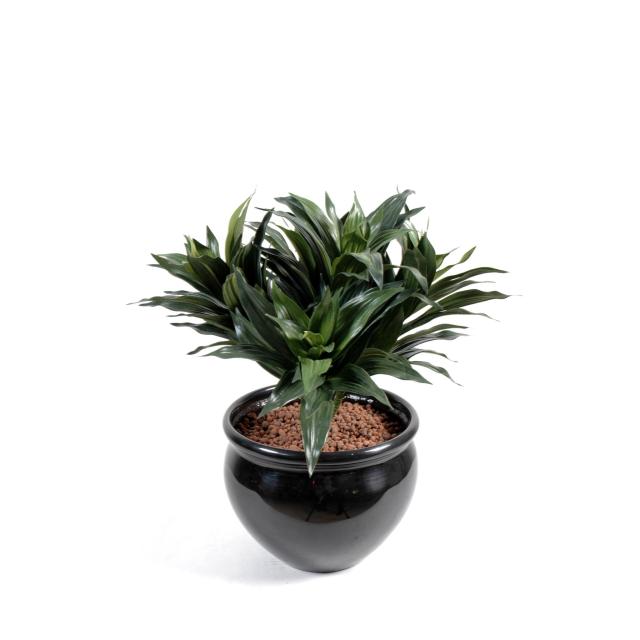 Dracaena Fragans Artificiel Mini en Piquet