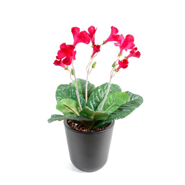 Streptocarpus artificiel