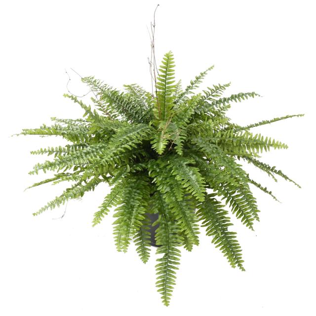 Fougere Artificielle Boston Geant