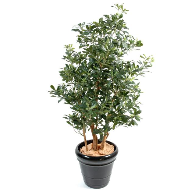 Pittosporum artificiel
