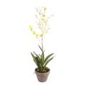 Orchidee artificielle DANCING LADY POT TERRE