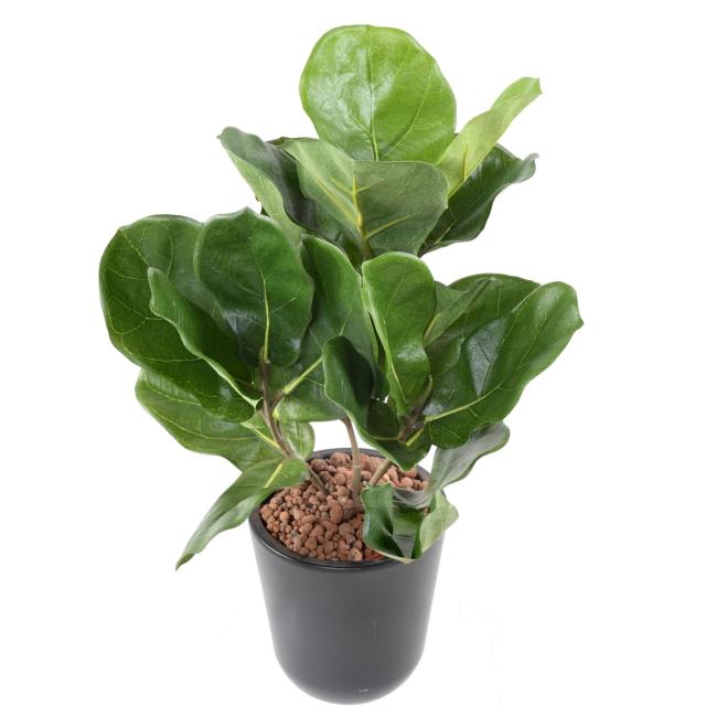 Lyrata Artificiel Mini