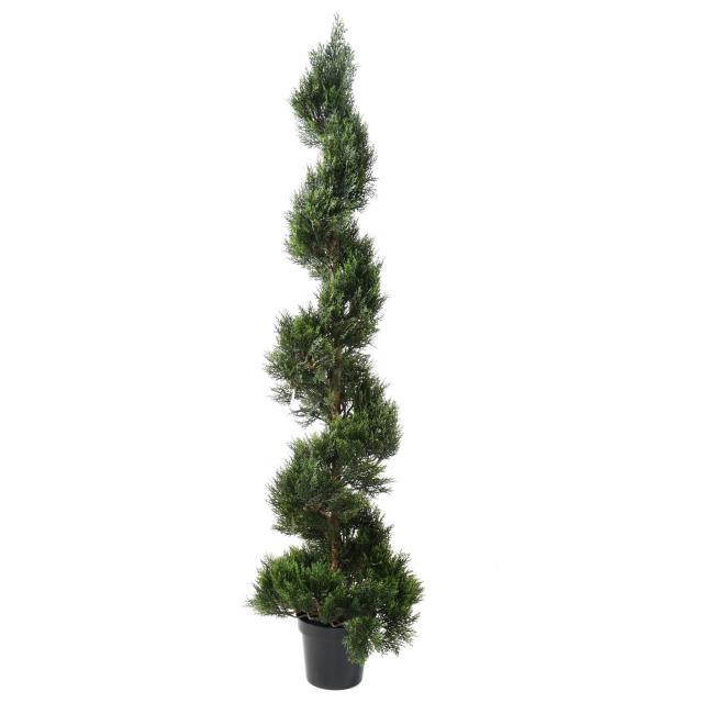 CYPRES artificiel MINI NEW SPIRALE LARGE