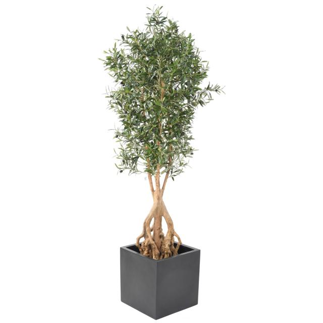 OLIVIER Artificiel ROOT