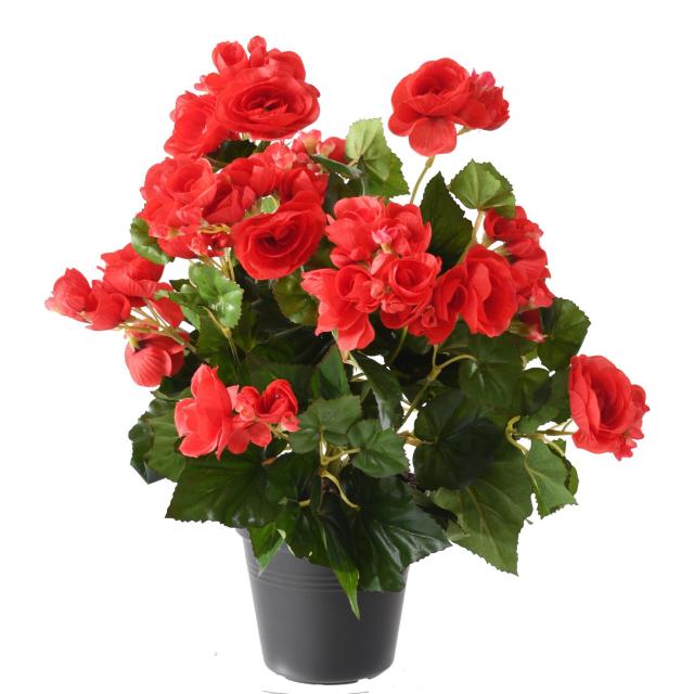 Begonia artificiel*93