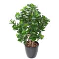 CLUSIA Artificiel BUISSON
