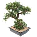 BONSAI ORME Artificiel EN COUPE gravier