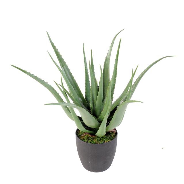 Aloe artificielle