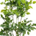 Palissandre artificielle PLASTIQUE