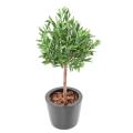 OLIVIER Artificiel TETE 90 UV