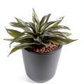 Agave artificielle mini