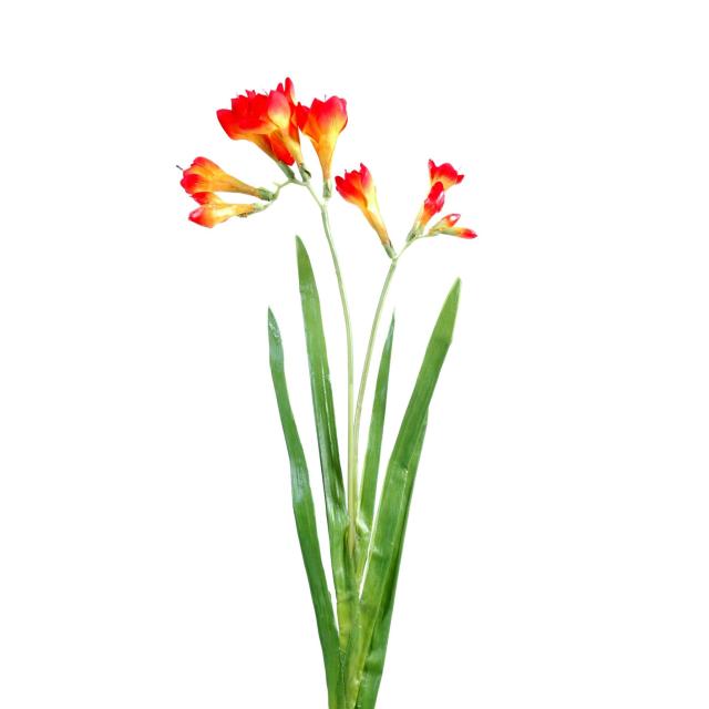 Freesia artificiel L