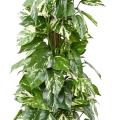 Pothos artificiel TUTEUR COCO