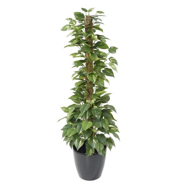 POTHOS Artificiel TUTEUR