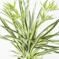 CHLOROPHYTUM Artificiel * 107