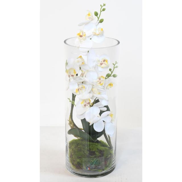 COMPOSITION PHALAENO BLANC