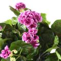 Geranium artificiel*115