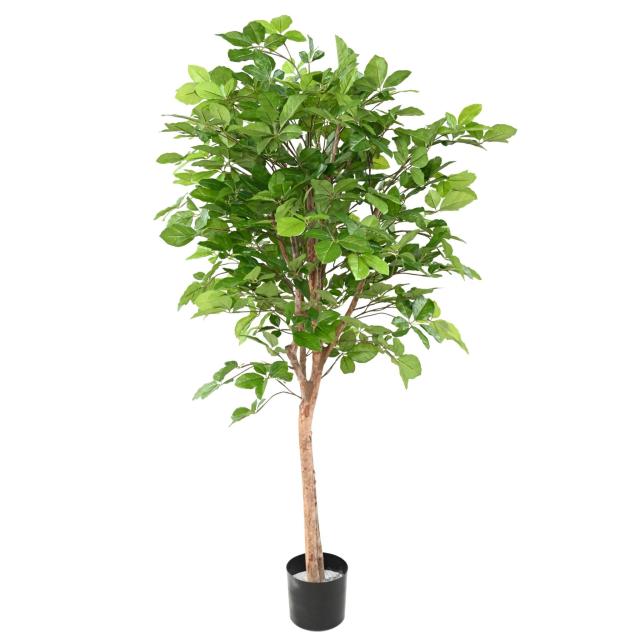 HETRE Artificiel GRANDIFOLIA 160