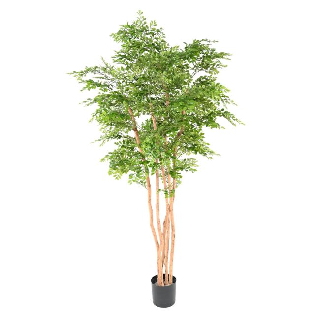 ACACIA Artificiel