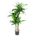 DRACAENA Artificiel FRAGRANS 135 (sur troncs)