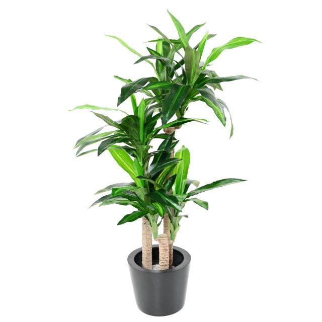 DRACAENA Artificiel FRAGRANS 135 (sur troncs)