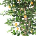 Citronnier Sunny