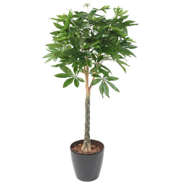 Pachira artificiel