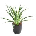 DRACAENA PLANT Artificiel