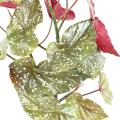 BEGONIA Artificiel MACULATA 70