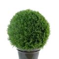Cypres artificiel MINI BOULE NEW