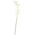 Phalaenopsis artificielle TIGE *10f