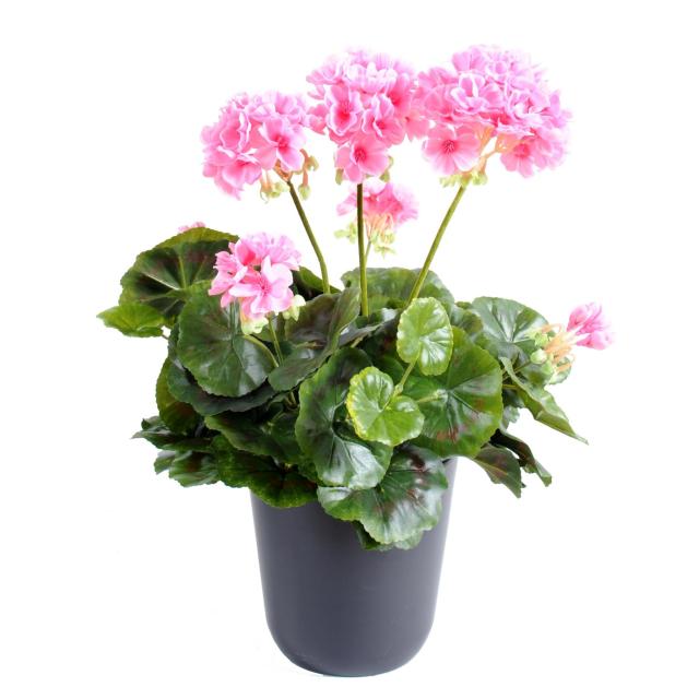 Geranium artificiel *52