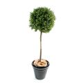 Buis artificiel TIGE BOULE NEW UV RESISTANT
